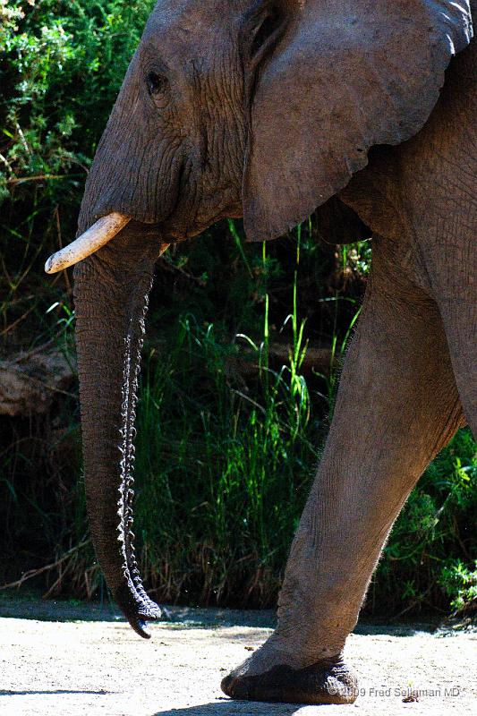 20090604_120442 D300 X1.jpg - Elephants